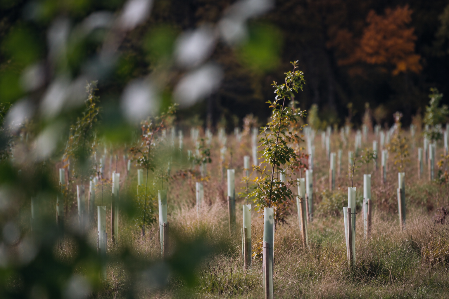 Reducing waste and planting trees
